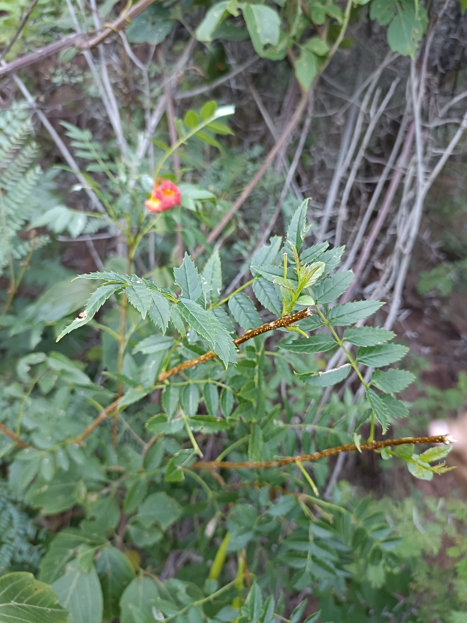 Imagem de Ipê-de-jardim