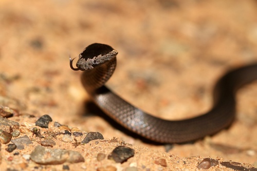 Golden-crowned Snake sighting