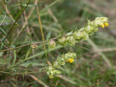 Rhinanthus serotinus aestivalis