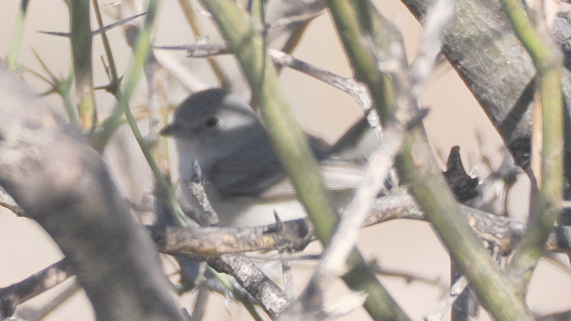 Grey Vireo (Vireo vicinior), photo 6