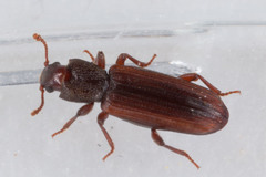 Bothrideridae
