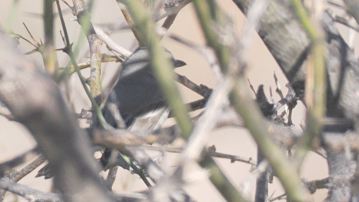 Grey Vireo (Vireo vicinior), photo 7