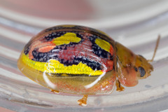 Paropsisterna nobilitata