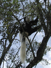 Colobus guereza