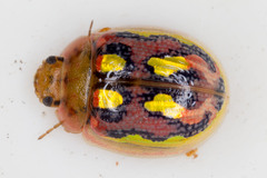 Paropsisterna nobilitata