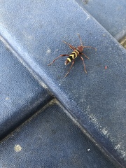 Neoclytus acuminatus