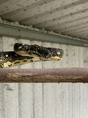 Diamond Python sighting