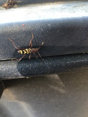 Neoclytus acuminatus