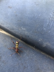 Neoclytus acuminatus