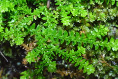 Selaginella helvetica