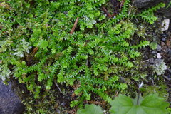 Selaginella helvetica