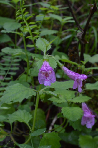 Clinopodium grandiflorum (Clinopodium grandiflorum)