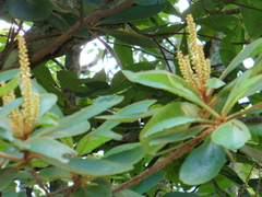 Clethra pringlei