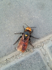 Megascolia maculata maculata