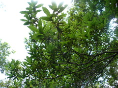 Quercus rysophylla