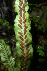 Notogrammitis pseudociliata