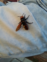 Megascolia maculata maculata