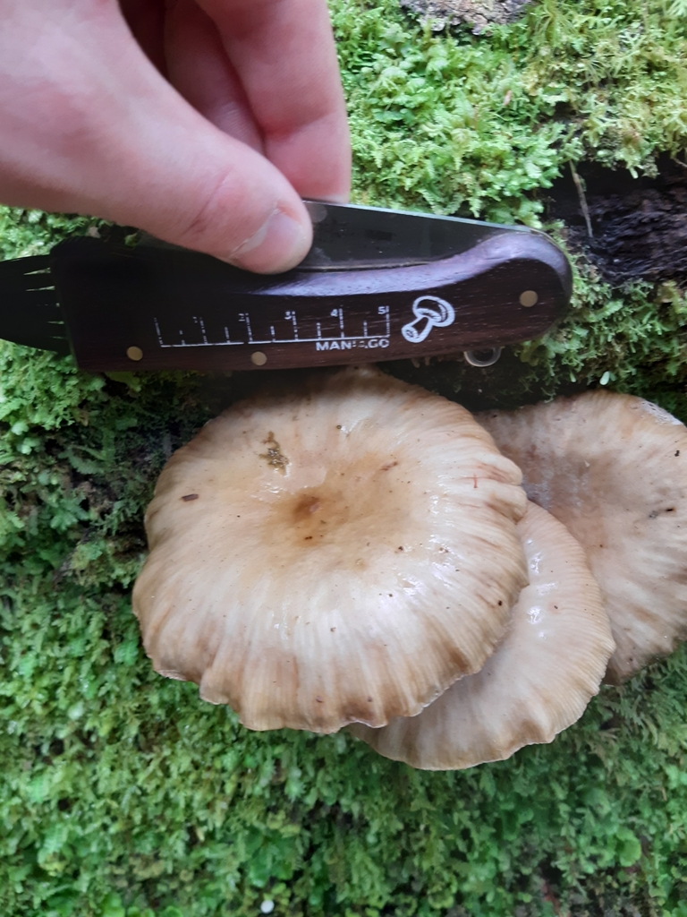 Armillaria novae-zelandiae · March 2025 · photo: © georgecox (iNaturalist, cc0)
