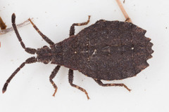 Agriopocoris