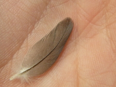 Columba palumbus palumbus