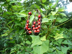 Erythrina flabelliformis
