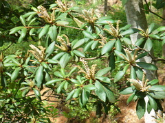 Clethra pringlei