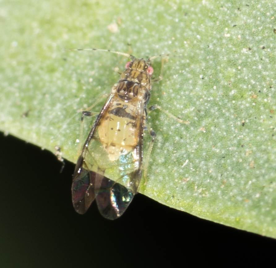 Sarucallis