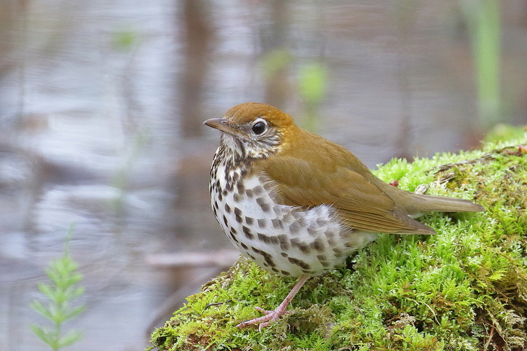 Wood Thrush