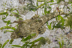 Platycephalidae