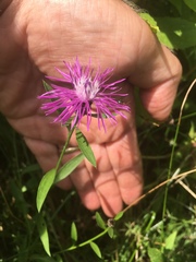 Centaurea