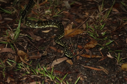 Diamond Python sighting