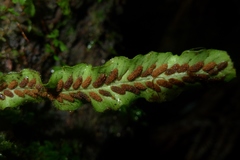 Notogrammitis pseudociliata