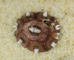 Ceroplastes cirripediformis