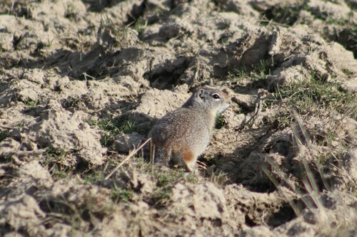 Southern Idaho Ground Squirrel observed by jamesjarrett00