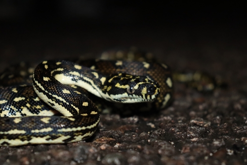 Diamond Python sighting