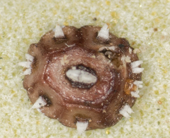 Ceroplastes cirripediformis