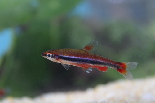 Anomalous pencilfish (Nannostomus beckfordi) — Lebiasinidae