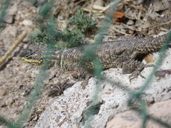 Sceloporus dugesii