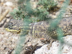 Sceloporus dugesii