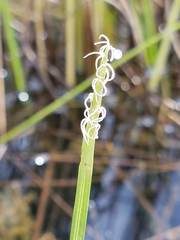 Eleocharis robbinsii