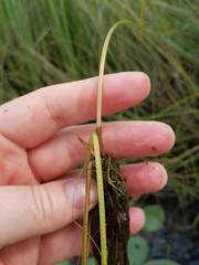 Eleocharis robbinsii