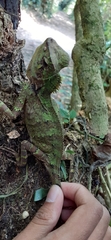 Gonocephalus kuhlii