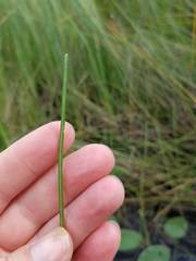 Eleocharis robbinsii