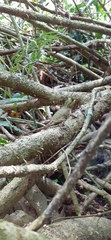 Gonocephalus kuhlii