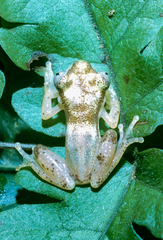 Liberia Banana Frog photo 2