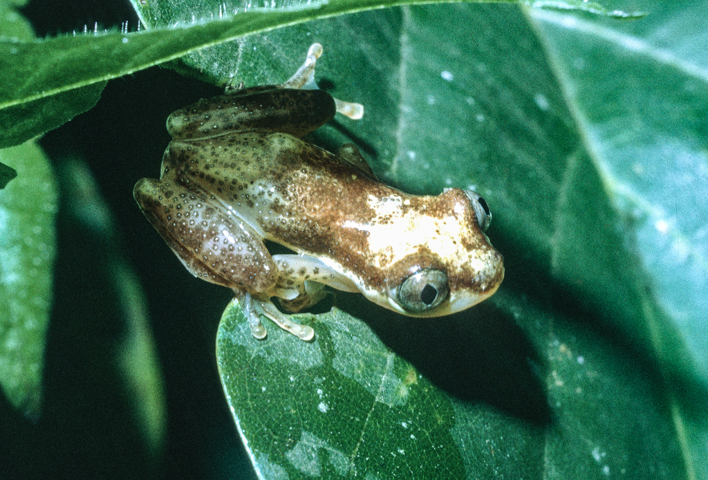 Liberia Banana Frog