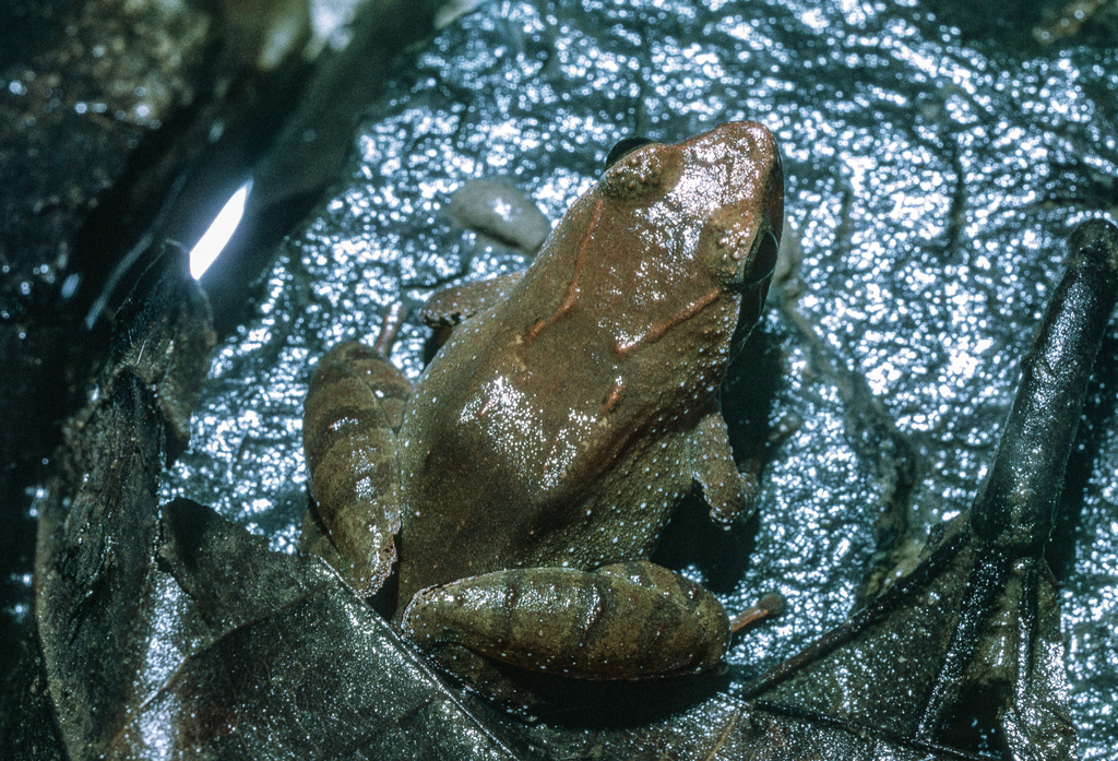 Phrynobatrachus batesii