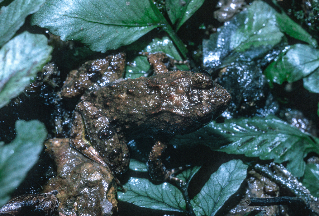 African Swamp Frog