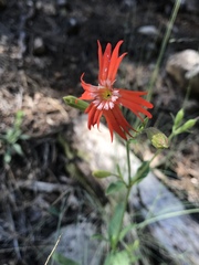 Silene laciniata laciniata