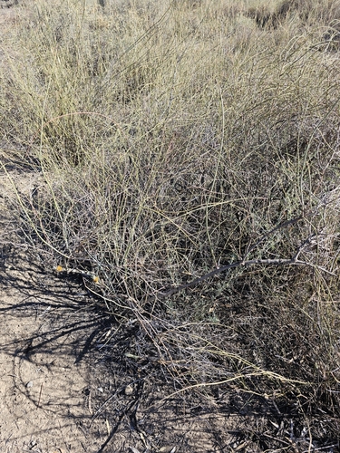 Image of Duma florulenta by (c) Michael McBain, some rights reserved (CC BY)